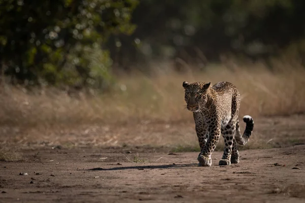 Leopard Sétál Múlt Hosszú Füves Pálya — Stock Fotó
