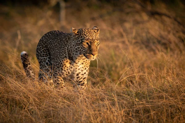 Leopardo Camina Hierba Larga Amanecer —  Fotos de Stock