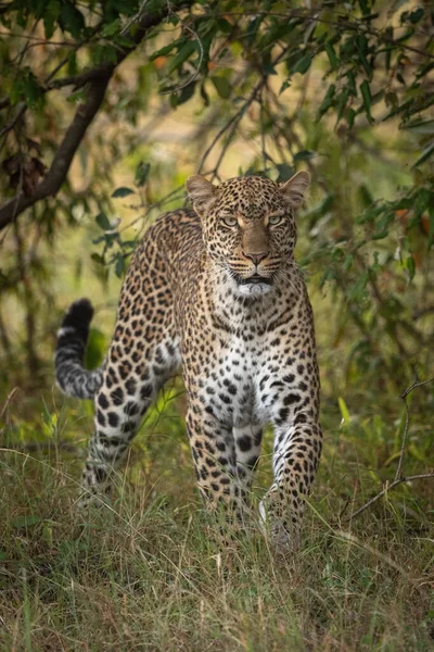 Uzun Otların Kameraya Doğru Yürürken Leopar — Stok fotoğraf