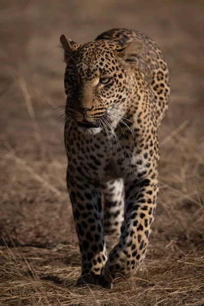 Kamera Doğru Kısa Çim Yürüyüş Leopar — Stok fotoğraf