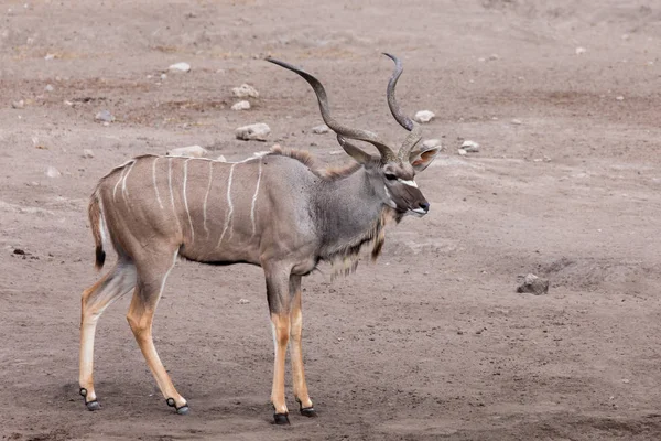 Daha Büyük Kudu Tragelaphus Strepsiceros Etosha Namibia Afrika Safari Vahşi — Stok fotoğraf