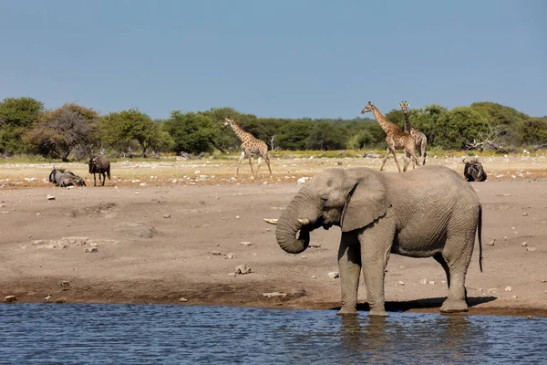 Majestátní Africký Slon Pití Vodní Díře Národním Parku Etosha Skupinou — Stock fotografie