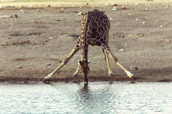 Beber Camelopardalis Girafa Parque Nacional Etosha Waterhole Namíbia Safari Vida — Fotografia de Stock
