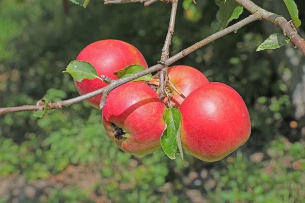 Röd Mogen Granatäpple Trädet — Stockfoto