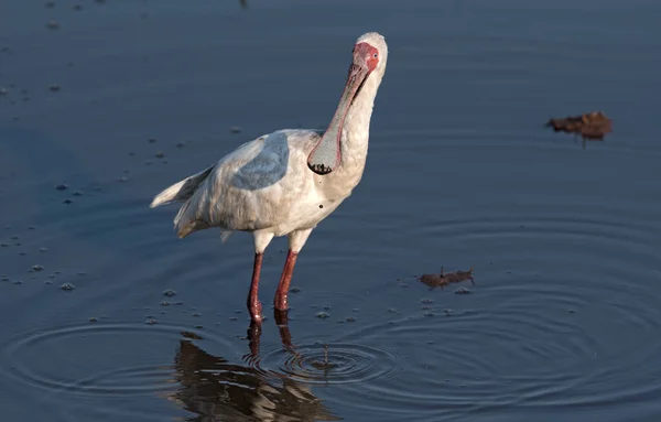 Pesca Espátula Africana Pozo Agua Río Chobe Norte Botsuana — Foto de Stock