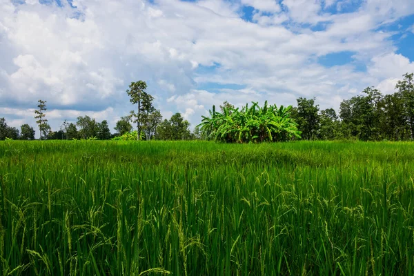 Asiático Arroz Paddy Com Céu Belas Nuvens — Fotografia de Stock