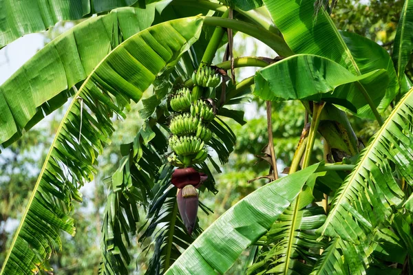 Bananier Aux Fruits Nature Aux Plantes Tropicales — Photo