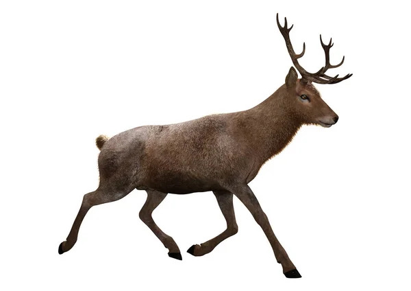 Darstellung Eines Männlichen Hirsches Isoliert Auf Weißem Hintergrund — Stockfoto