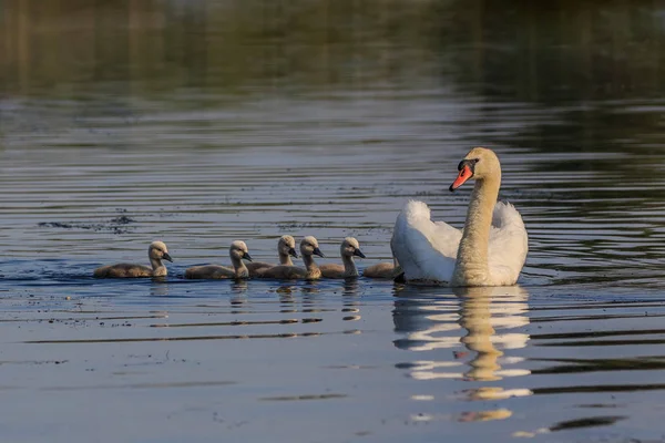 Biały Łabędź Małe Pisklęta Regionie Delta Dunaju Rumunia — Zdjęcie stockowe