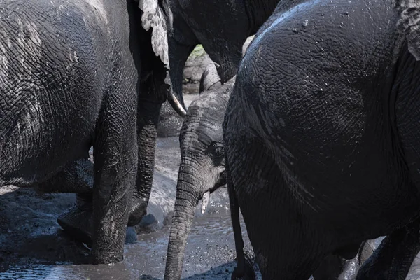 Elefant Gruppen Vid Lerbad Den Chobe River Botswana — Stockfoto