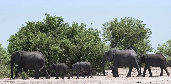Группа Слонов Фронте Реки Чобе Национальном Парке Чобе Ботсвана — стоковое фото