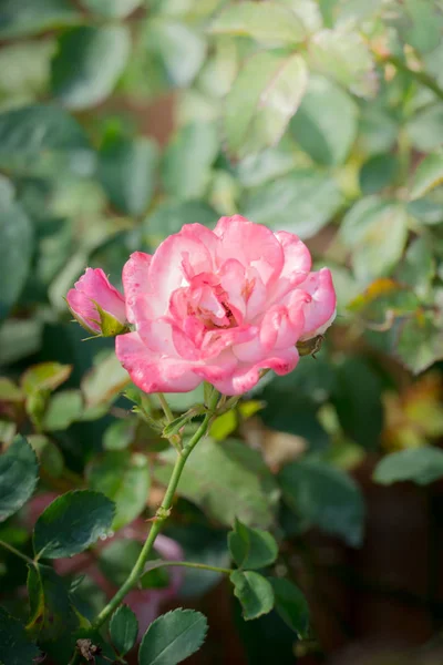 Rosas Jardim Rosas São Bonitas Com Belo Dia Ensolarado — Fotografia de Stock