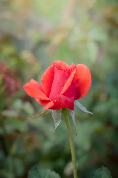 Rosas Jardín Rosas Son Hermosas Con Hermoso Día Soleado — Foto de Stock