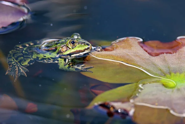 Pond Frog Rana Esculenta Also Rana Esculenta Rests Water Lily — Stock Photo, Image