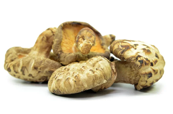 Getrocknete Shiitake Pilze Isoliert Auf Weißem Hintergrund — Stockfoto