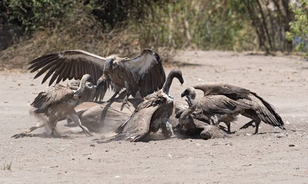 Vulturii Susținere Albă Mănâncă Carcasa Unui Kudu Mare Mort Parcul — Fotografie, imagine de stoc