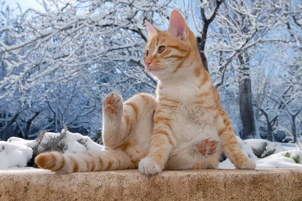 Sentado Gato Nieve — Foto de Stock