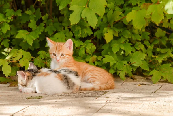 三只猫在花园里玩耍 — 图库照片