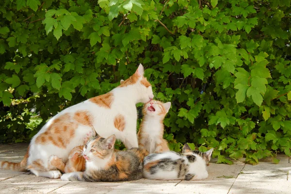 Három Macska Játszik Kertben — Stock Fotó