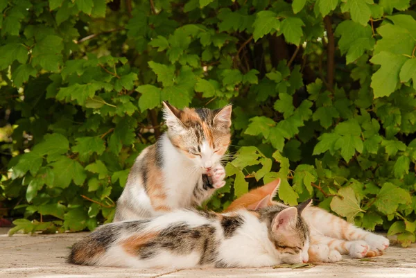 Katt Och Kattunge Marken — Stockfoto