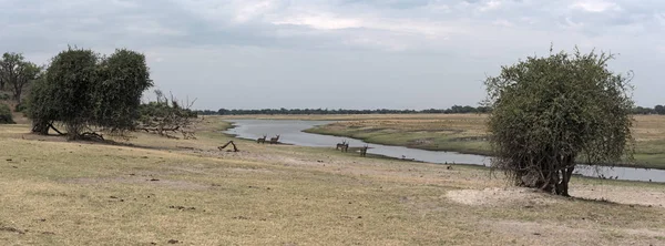 Paisagem Rio Chobe Início Estação Chuvosa Oeste Kasane Botsuana — Fotografia de Stock