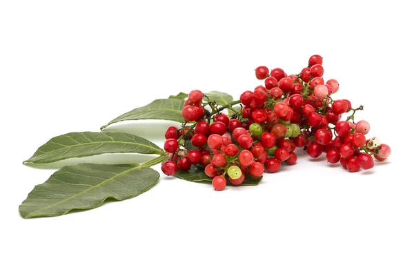 Pistacia Lentiscus Lentisk Red Berries Isolated White Background — Stock Photo, Image