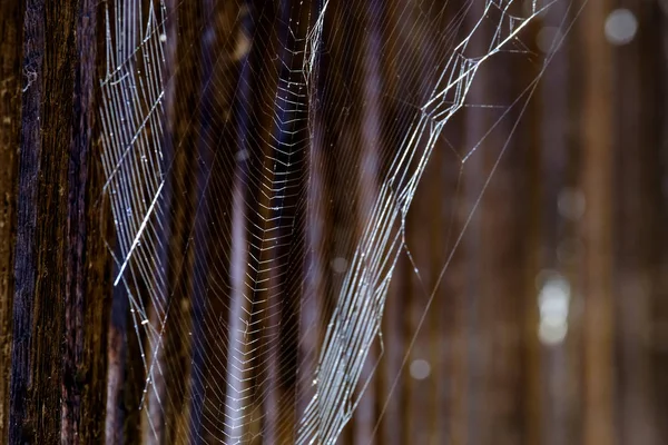 Hämähäkinverkko Puolustuskäytävällä Historiallisessa Kaupungissa Noerdlingen Saksassa — kuvapankkivalokuva