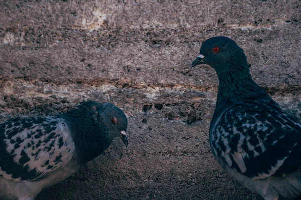 Tauben Auf Dem Eminonu Platz — Stockfoto
