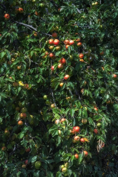 Ripe Red Apples Hanging Branches Wild Apple Tree Concept Harvest — Stock Photo, Image