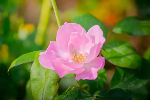 Rosas Jardín Rosas Son Hermosas Con Hermoso Día Soleado — Foto de Stock