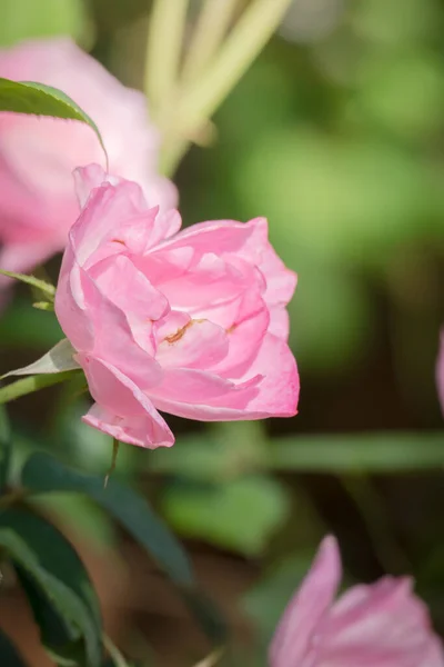 Růže Zahradě Růže Jsou Krásné Krásným Slunečným Dnem — Stock fotografie