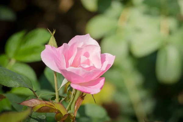 Roses Garden Roses Beautiful Beautiful Sunny Day — Stock Photo, Image