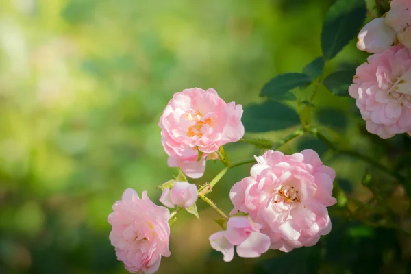 Roses Dans Jardin Les Roses Sont Belles Avec Une Belle — Photo