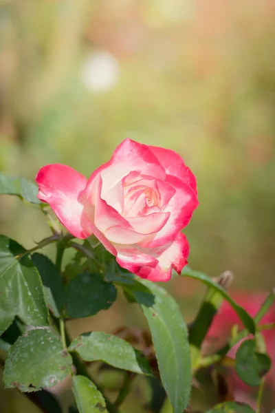 Rosen Garten Rosen Sind Schön Mit Einem Schönen Sonnigen Tag — Stockfoto