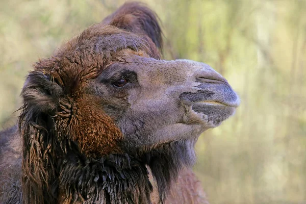 Zbliżenie Dwurzędowego Wielbłąda Lub Trampoliny Camelus Ferus — Zdjęcie stockowe