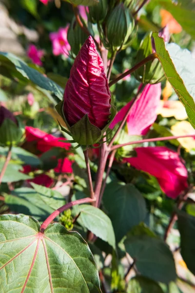 赤いハイビスカスの花の咲く芽 ない人 — ストック写真