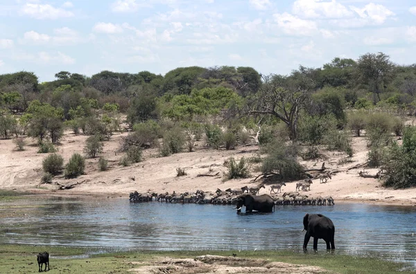 Filler Zebralar Makgadikgadi Tava Milli Parkı Botswana Boteti Nehrinde — Stok fotoğraf