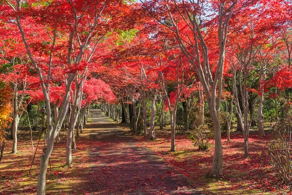 この写真は北海道札幌市の平岡木アートセンターで撮影されたものです すべての木は冬になる前に緑から赤に変わります 札幌の観光名所として人気のスポットです — ストック写真