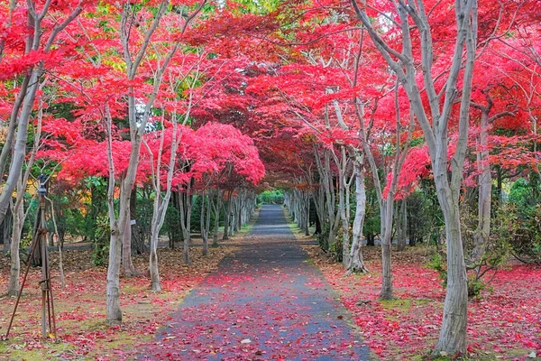 Questa Foto Stata Scattata Dal Hiraoka Tree Art Center Sapporo — Foto Stock