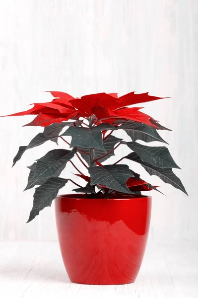 Bela Flor Vermelha Poinsettia Chamado Estrela Natal Pote — Fotografia de Stock