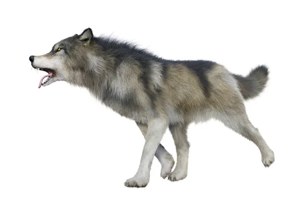 Rendering Gray Wolf Isolated White Background — Stock Photo, Image