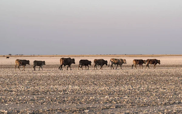 マクガディカディ ボツワナのNwetwe Panの牛の群れ — ストック写真