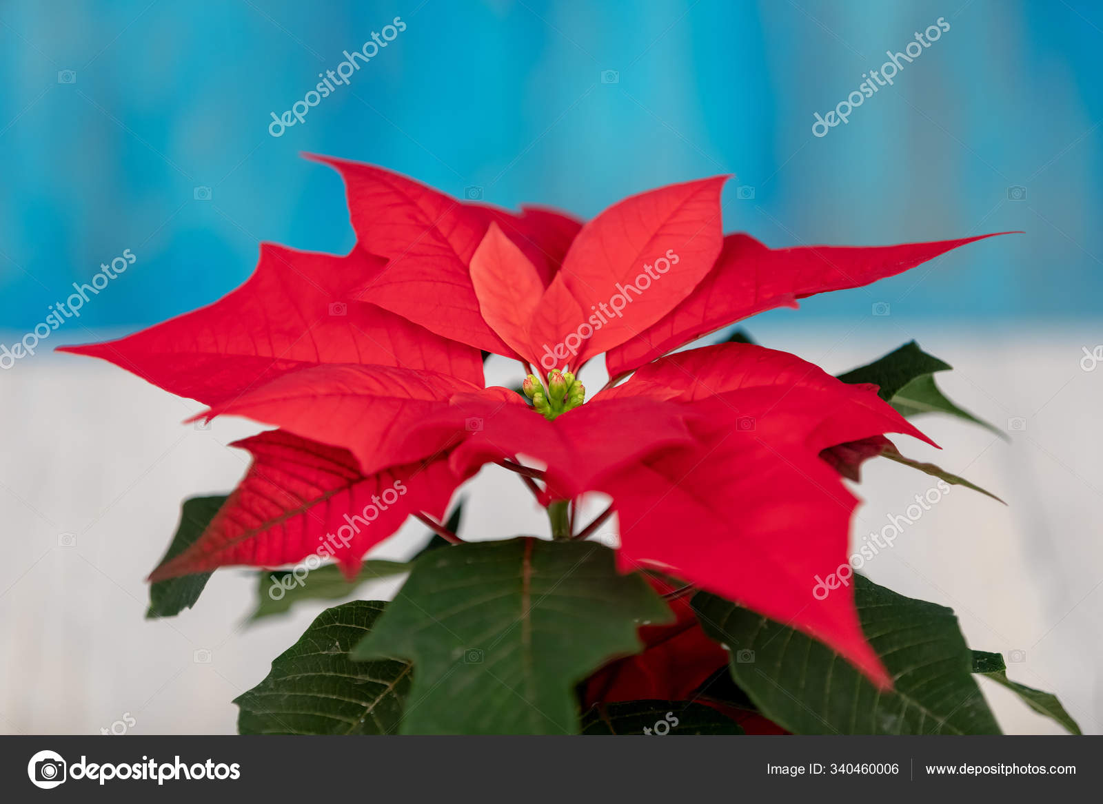 Macro Bela Flor Vermelha Poinsettia Chamado Estrela Natal fotos, imagens de  © PantherMediaSeller #340460006