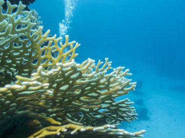 Colorful coral reef on the bottom of tropical sea, yellow fire coral, underwater landscape clipart