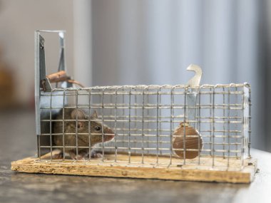 Little mouse sits trapped in a wire trap against blurred background clipart
