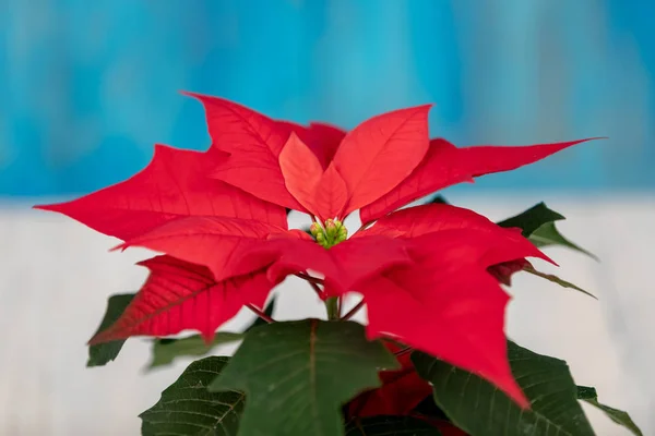 Macro Van Mooie Bloem Rood Poinsettia Genaamd Kerstster — Stockfoto