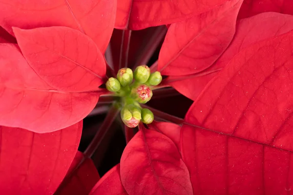 Macro Hermosa Flor Roja Poinsettia Llamada Estrella Navidad —  Fotos de Stock