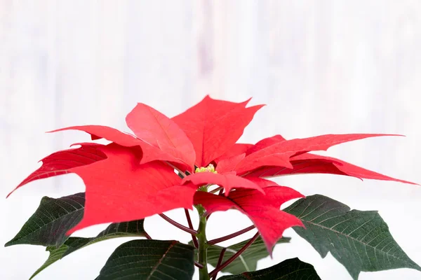 Macro Van Mooie Bloem Rood Poinsettia Genaamd Kerstster — Stockfoto