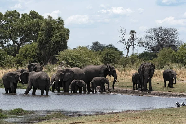 코끼리 Chobe 보츠와나에 빠지거나에 마시는 — 스톡 사진