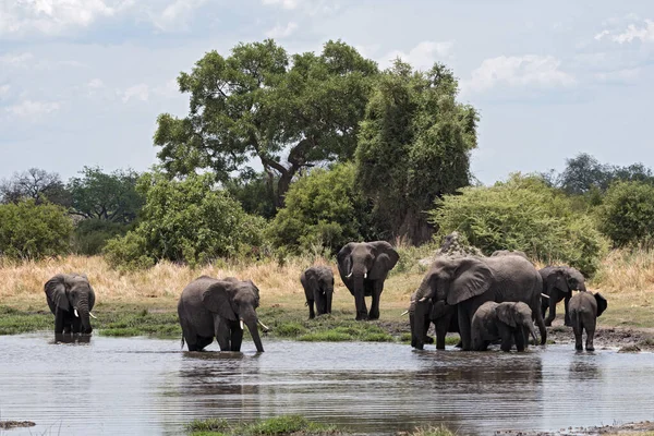 Słoń Grupy Kąpieli Picia Waterhole Park Narodowy Chobe Botswana — Zdjęcie stockowe
